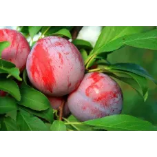 Plum Tree - Gracious