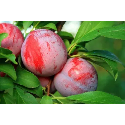 Plum Tree - Gracious