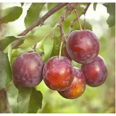 Plum Tree - Santa Rosa