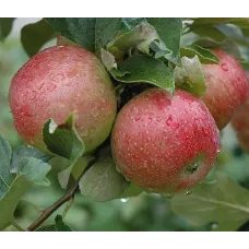 Apple Tree - Sweet 16 Apple Tree - Sweet 16