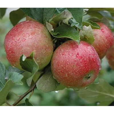 Apple Tree - Sweet 16