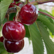 Sweet Cherry Tree - Vandalay Sweet Cherry Tree - Vandalay