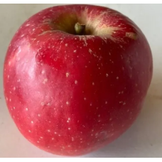 Apple Tree - Baldwin Apple Tree - Baldwin