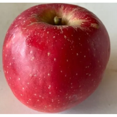 Apple Tree - Baldwin