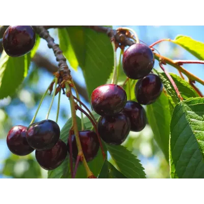 Sweet Cherry Tree - Black Gold
