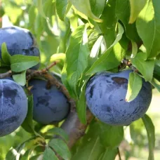 Plum Tree - Black Ice