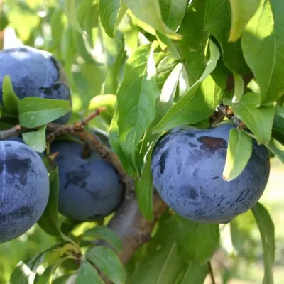 Plum Tree - Black Ice