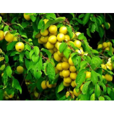 Plum Tree - Brookgold