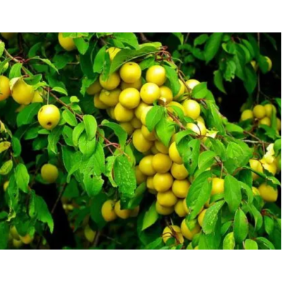 Plum Tree - Brookgold