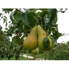 Pear Tree - Concorde