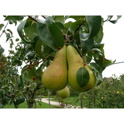 Pear Tree - Concorde Pear Tree - Concorde
