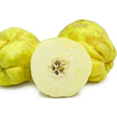 Quince Tree - Cooke’s Jumbo
