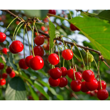 Pie Cherry Tree - Early Richmond Pie Cherry Tree - Early Richmond