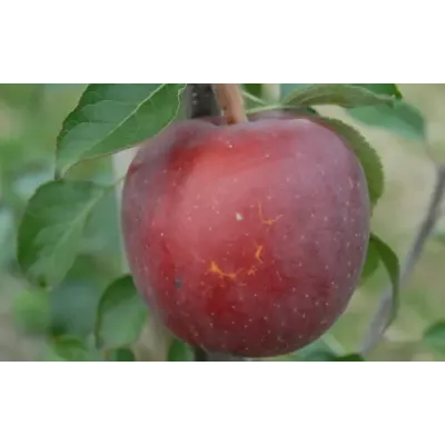 Apple Tree - Enterprise