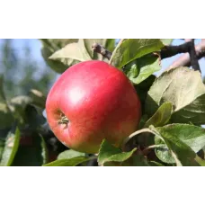 Apple Tree - Freedom Apple Tree - Freedom