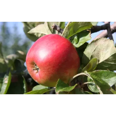 Apple Tree - Freedom