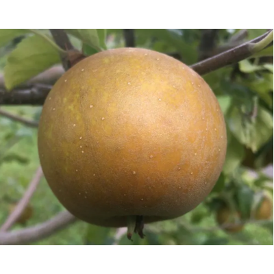 Apple Tree - Golden Russet