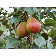 Pear Tree - Golden Spice