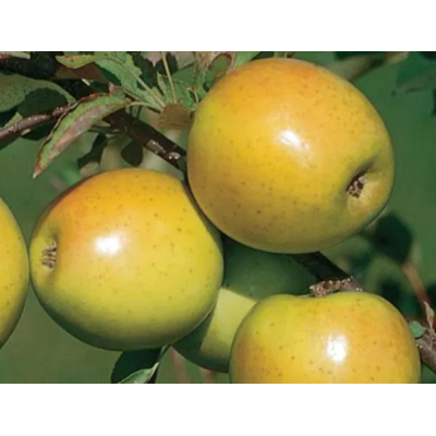 Apple Tree - Goldrush Apple Tree - Goldrush