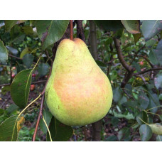 Pear Tree - Harrow Crisp