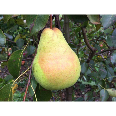 Pear Tree - Harrow Crisp Pear Tree - Harrow Crisp