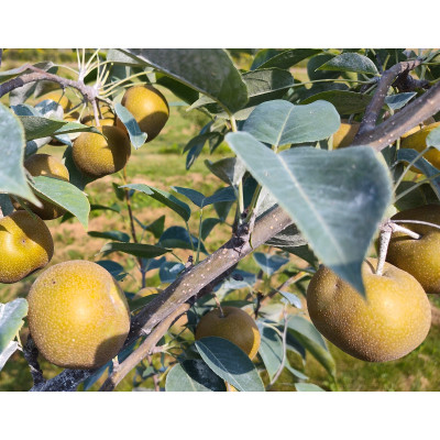 Pear Tree - Hayatama