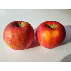 Apple Tree - Honeycrisp Apple Tree - Honeycrisp