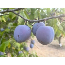 Plum Tree - Italian