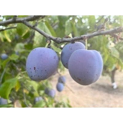 Plum Tree - Italian