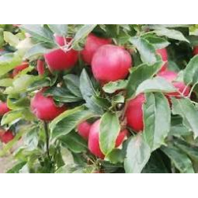 Apple Tree - Mitch Gala