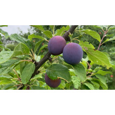 Plum Tree - Mooer’s Arctic