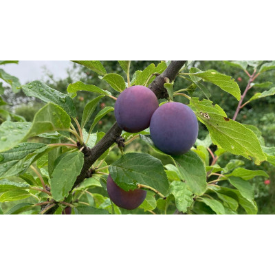 Plum Tree - Mooer’s Arctic