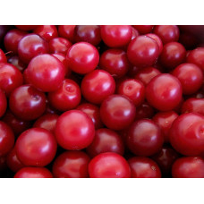 Cherry Plum Tree - Mustang