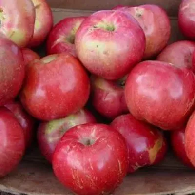 Apple Tree - Northern Spy