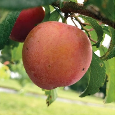 Plumcot Tree - Northern Sunset