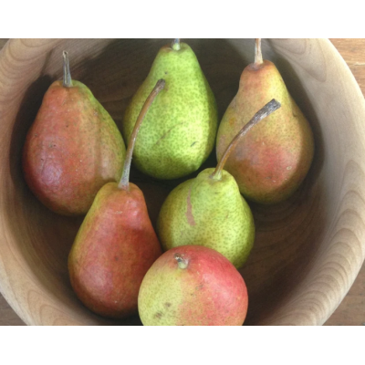 Pear Tree - Patten Pear Tree - Patten