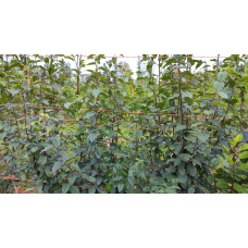 Quince Tree - Common (Cydonia Oblonga) Seedling