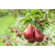 Pear Tree - Red Sensation