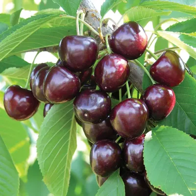 Sweet Cherry Tree - Sandra Rosa