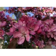 Apple Tree - Selkirk Flowering Crab Apple Tree - Selkirk Flowering Crab