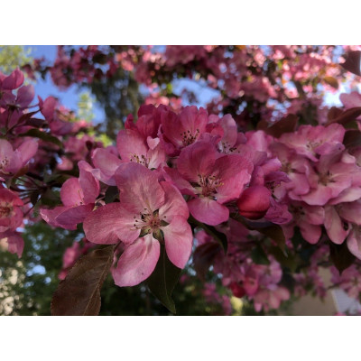 Apple Tree - Selkirk Flowering Crab Apple Tree - Selkirk Flowering Crab