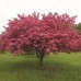 Apple Tree - Selkirk Flowering Crab Apple Tree - Selkirk Flowering Crab