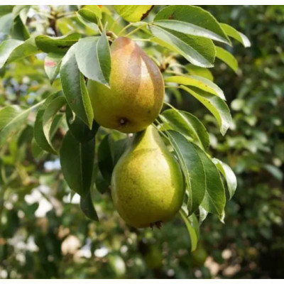 Pear Tree - Shenandoah