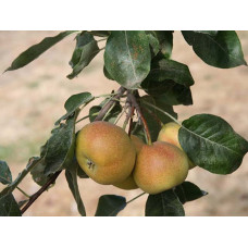 Hybrid Pear / Mountain Ash Tree - Shipova