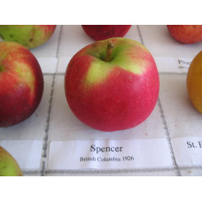 Apple Tree - Spencer Apple Tree - Spencer