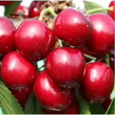 Sweet Cherry Tree - Sunburst Sweet Cherry Tree - Sunburst