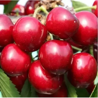 Sweet Cherry Tree - Sunburst