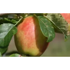 Apple Tree - Sunrise Apple Tree - Sunrise