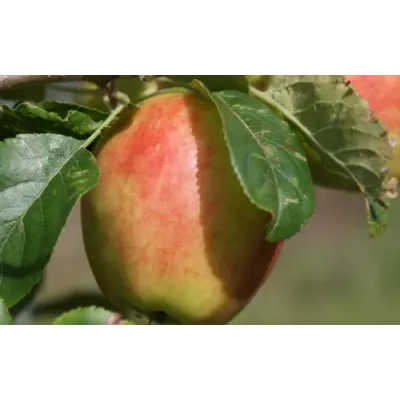 Apple Tree - Sunrise