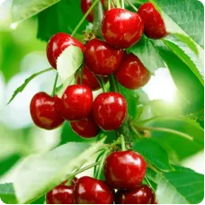 Sweet Cherry Tree - Tehranivee Sweet Cherry Tree - Tehranivee